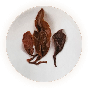 东方美人茶（膨风茶、白毫乌龙）叶底