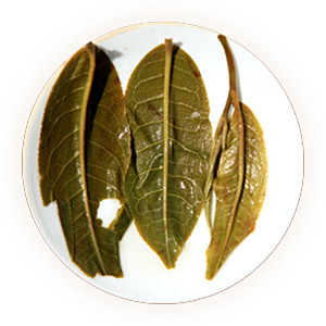 凤凰窝普洱茶叶底