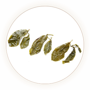 金萱乌龙（台茶十二号）叶底