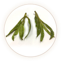 苦丁茶（大叶冬青）叶底