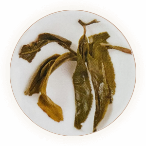 普洱生茶叶底