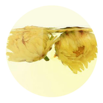 胎菊叶底