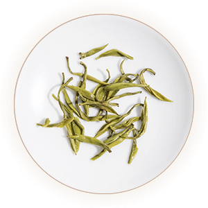 文君绿茶叶底