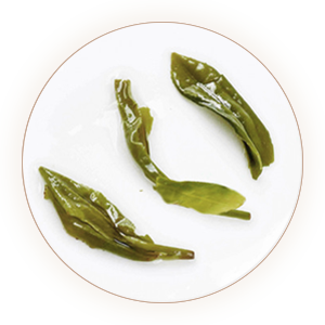 西乡炒青（西乡特炒）叶底