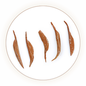 宜兴红茶（阳羡红茶）叶底